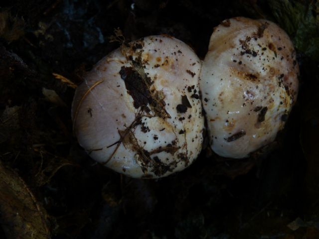 CONFERMA DETERMINAZIONE CORTINARIUS SPECIE